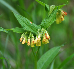 In the forest among the grasses blooms yellow comfrey small cupped (Symphytum microcalyx)