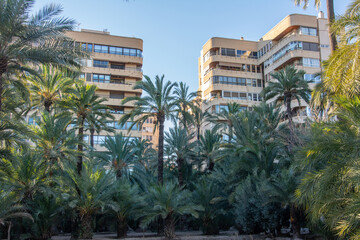 Fototapeta na wymiar Urban scene with multi-floor residential building seen through the palm trees in Elche, Alicante, Spain