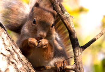 Close-up of European eating red squirrel on the tree © Maria