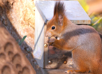 Close-up of European eating red squirrel on the tree