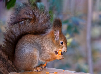 Close-up of European eating red squirrel on the tree