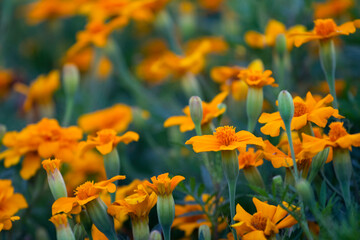 Obraz premium marigolds, orange marigolds, flowers in the garden, floral background
