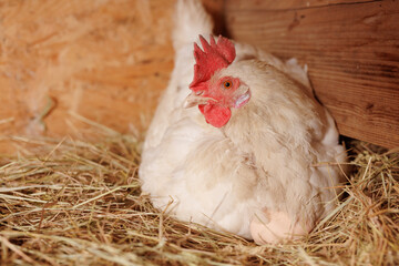 red laying hen hatching eggs in nest of straw inside a wooden chicken coop, free range chicken farm