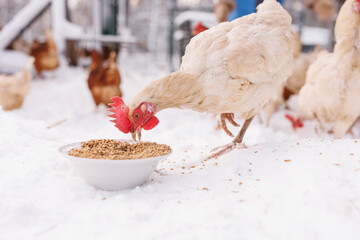 chicken eats feed and grain at an eco-poultry farm in winter, free-range chicken farm