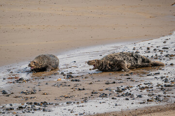 Agression amongst adult male grey seals, Halichoerus grypus, at the start of pup season, Horsey,...