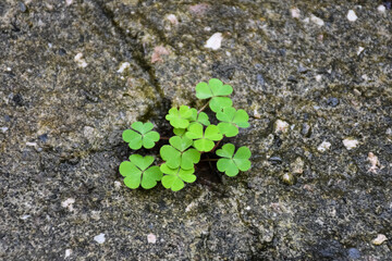 sprout growing from concrete. clovers growing from concrete gap. nature's self-renewal. the concept of growth, development, overcoming difficulties and beginning.