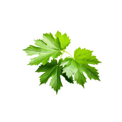 green leaves of vine, transparent on white background PNG.