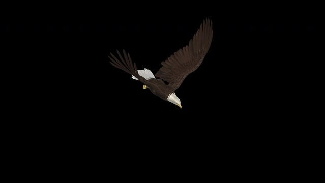 American Bald Eagle - Bird of Prey - Flying Cycle Loop - 4K Top Side View CU - Realistic 3D animation isolated on transparent background with alpha channel