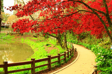 amazing autumn Scenery with red Maple tree and Path and Lake in the park