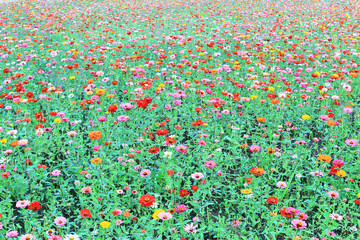 colorful Zinnia or Youth-and-old-age flowers blooming in the garden,Zinnia or Youth-and-old-age flowers field