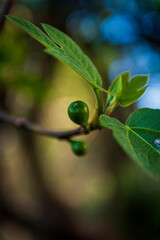 primavera en castilla valle del tiétar ávila 2023