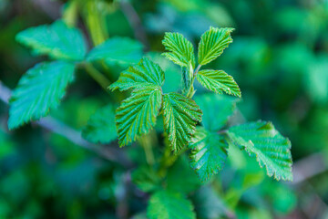 primavera en castilla valle del tiétar ávila 2023