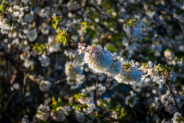 primavera en castilla 2023