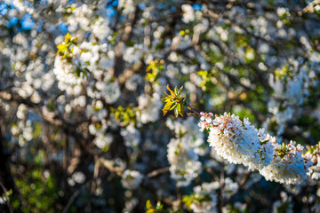 primavera en castilla 2023