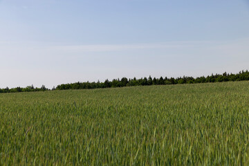 cereal growing business in eastern europe