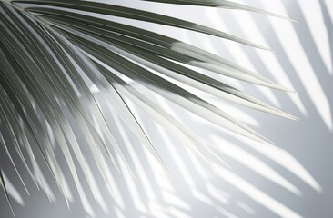 a white image of palms leaf shadows,