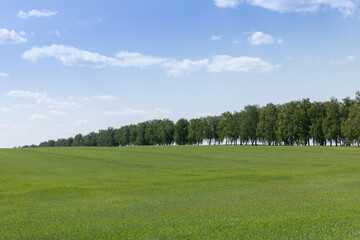 cereal growing business in eastern europe