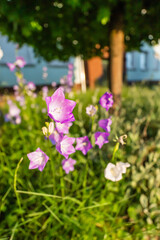 Fototapete bei efototapeten.de bestellen   