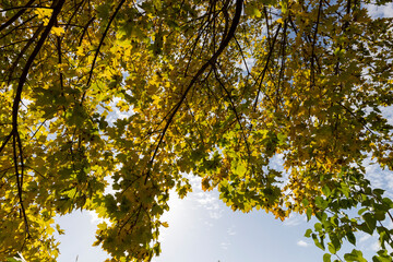 yellowing foliage on maples in autumn weather