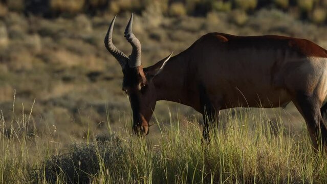 4k 30p footage of a red hartebeest or Cape hartebeest (Alcelaphus buselaphus caama) feeding on grass. Beaufort West. Karoo. Western Cape. South Africa