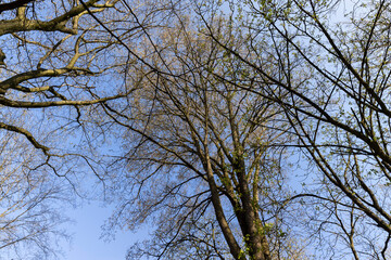 deciduous trees in the forest in the spring season