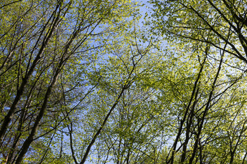 young foliage on deciduous trees in the forest in the spring season
