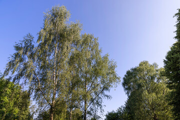 beautiful birch tree foliage is white with green foliage