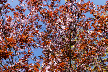 blooming cherry tree with red foliage in the spring season