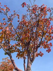 Autumn Leaves on Trees