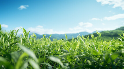 Obraz premium Extreme macro and expansive landscape photography of lush vibrant greennature greenery field depicting depth of field, perspective and environmental conceptual techniques