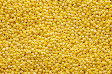 Millet groats raw, round yellow seeds, close-up, uniform texture background