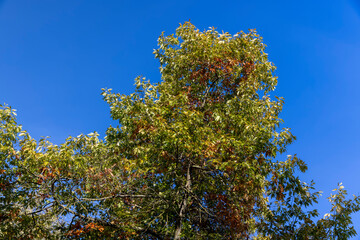 oak tree during the autumn season before leaf fall