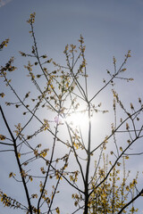 a flowering maple tree in the spring season, a spring park