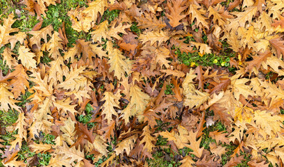 oak in autumn in cloudy weather