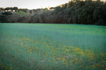 dehesa charra campos en flor castilla