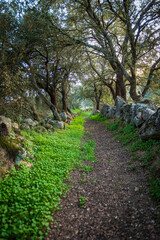 primavera en castilla rios con flores