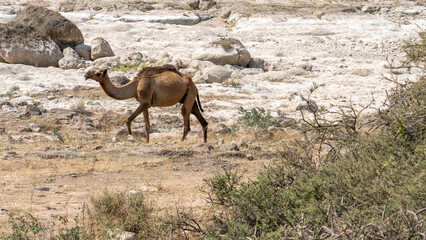 Camels wandering and feeding on grass in the vicinity of a Wadi in Salalah, Oman.