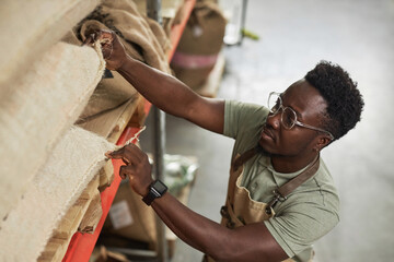 High angle portrait of Black young man reaching for coffee bags in warehouse at coffee roastery