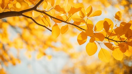 Obraz premium Image of fall yellow foliage.