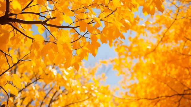 Image of fall yellow foliage.