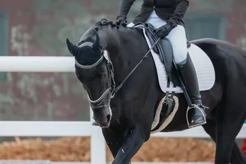 Foto auf Acrylglas Dressage. Rider landing and horse control. The influence of the bridle © Iuliia