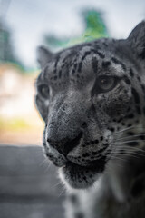 Snow Leopard Face Portrait © Bento
