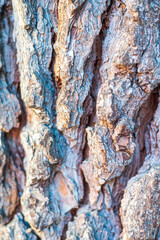 CORTEZA DE ARBOL