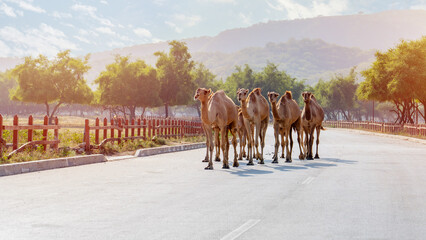 In Salalah, located in the enchanting Dhofar region of Oman, the presence of camels roaming freely contributes to the region's distinctive charm