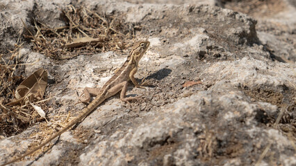 The oriental garden lizard (Calotes versicolor) in oman salalah.