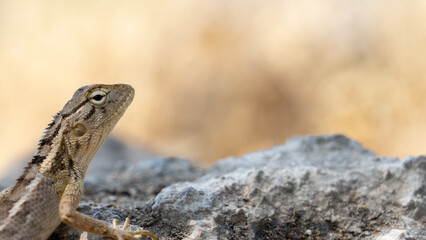 The oriental garden lizard (Calotes versicolor) in oman salalah.