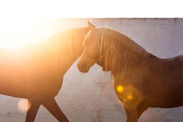 Two Berber stallions greeting with minimalistic background in sunset