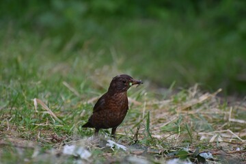 a bird holding flies and other insects while walking on the green grass