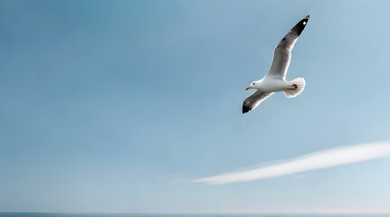 A seagull flying in the blue sky over the sea and copy space.