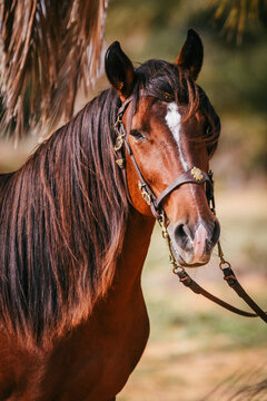Berber stallion with Baroc bridle and white marking on head, photographed from front with nature in background